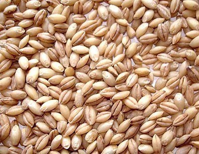 Haleem Wheat (Peeled Wheat)